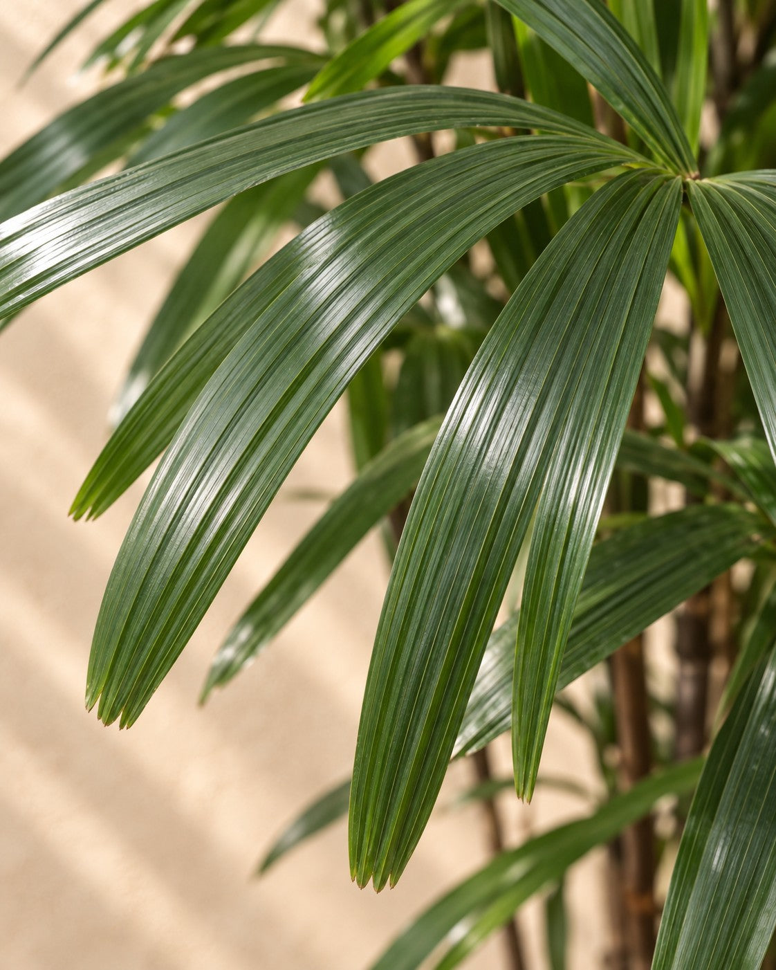 Close-up van het blad van de Rhapis Excelsa