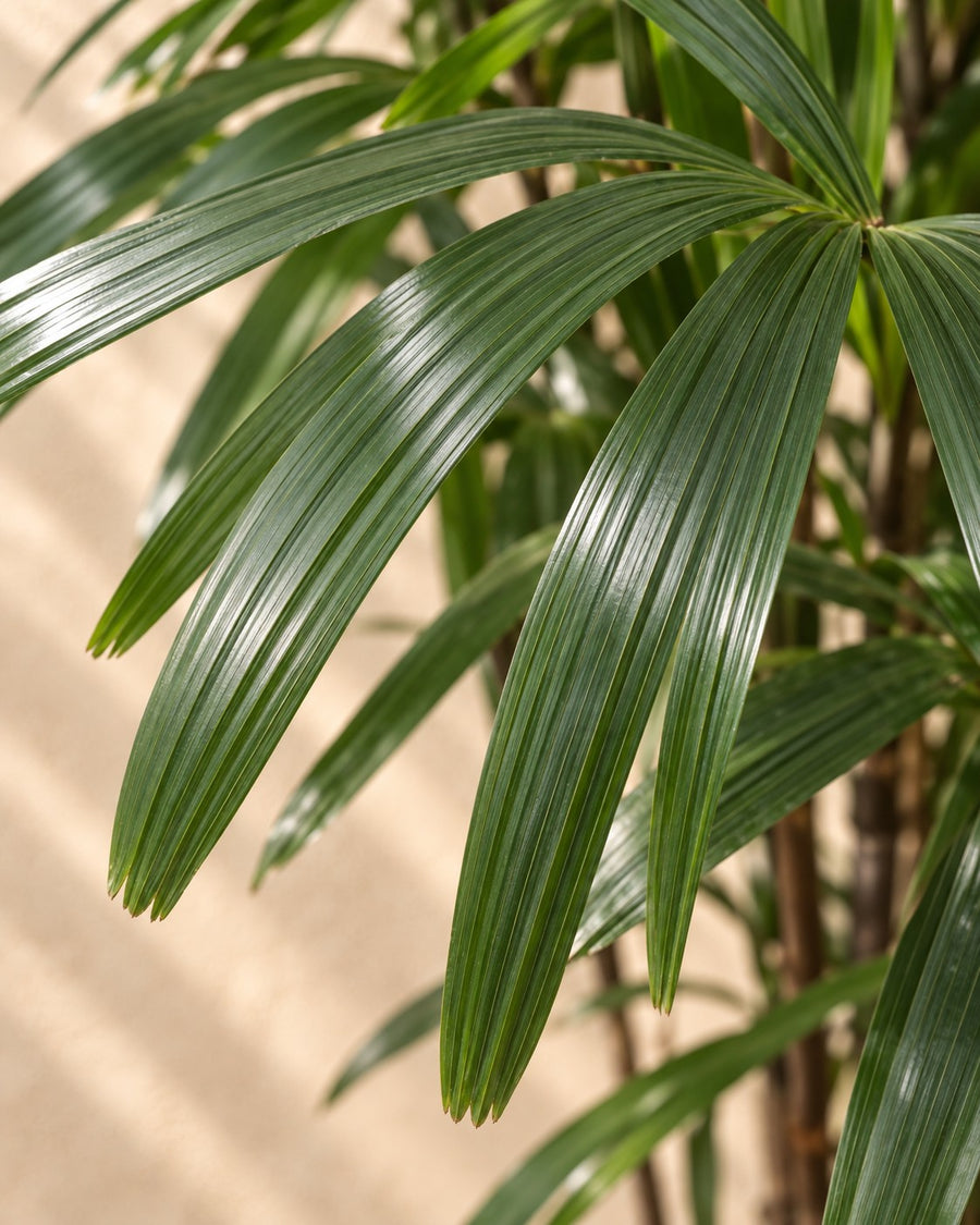 Rhapis Excelsa - 200 cm - ø40