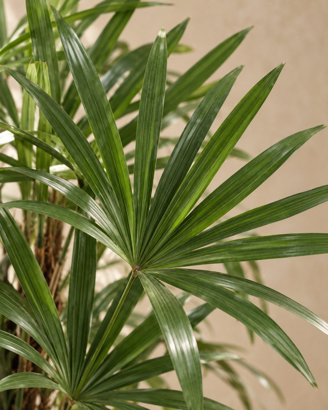 Primer plano de las hojas de Rhapis excelsa
