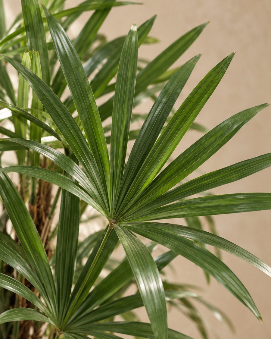 Rhapis excelsa (palmera bambú) 190 cm de altura, maceta ø34 cm