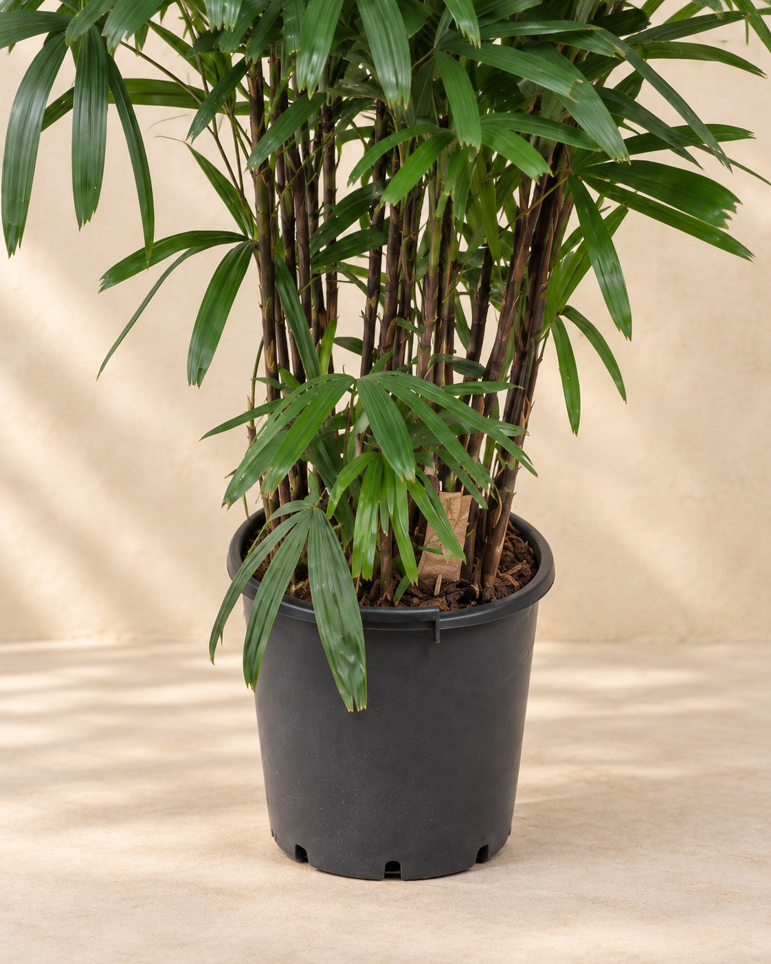 Onderste deel van de Rhapis Excelsa met de kweekpot