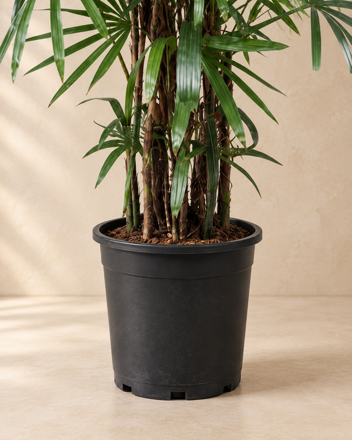 Parte inferior de Rhapis excelsa con su maceta de cultivo