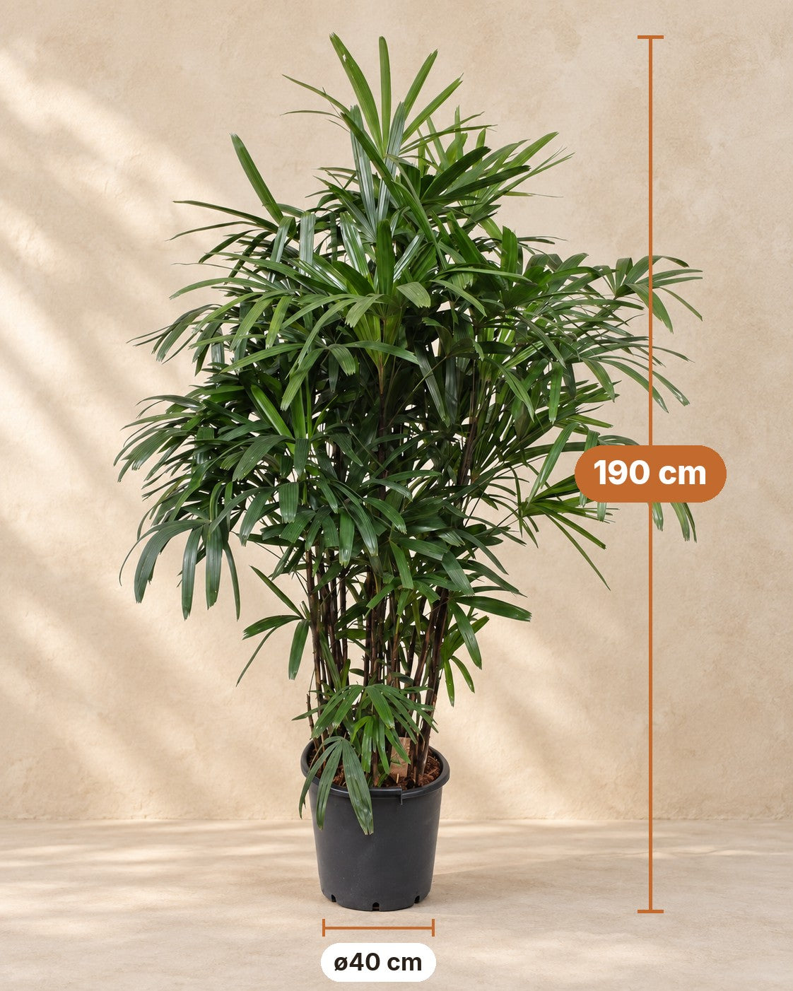 Afmetingen Rhapis Excelsa: 190 cm hoog, pot ø40 cm