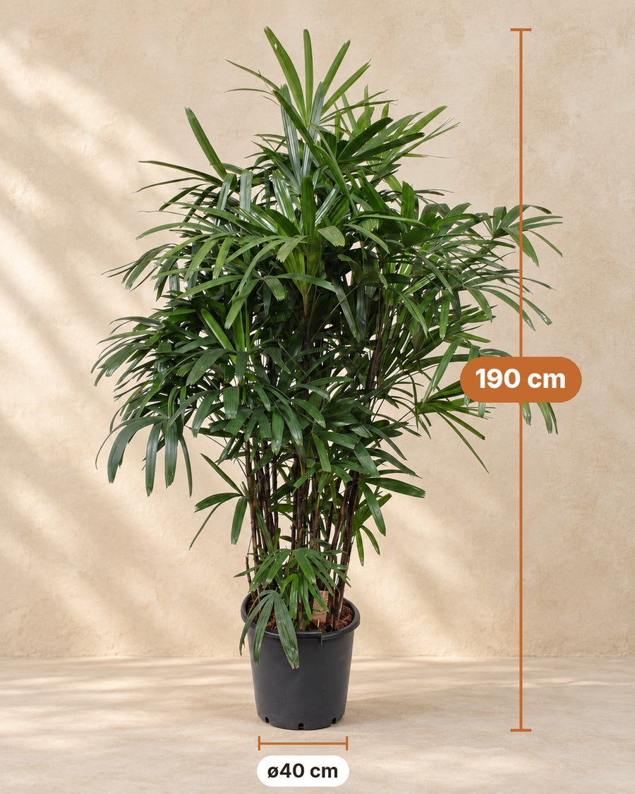 Rhapis Excelsa - 200 cm - ø40