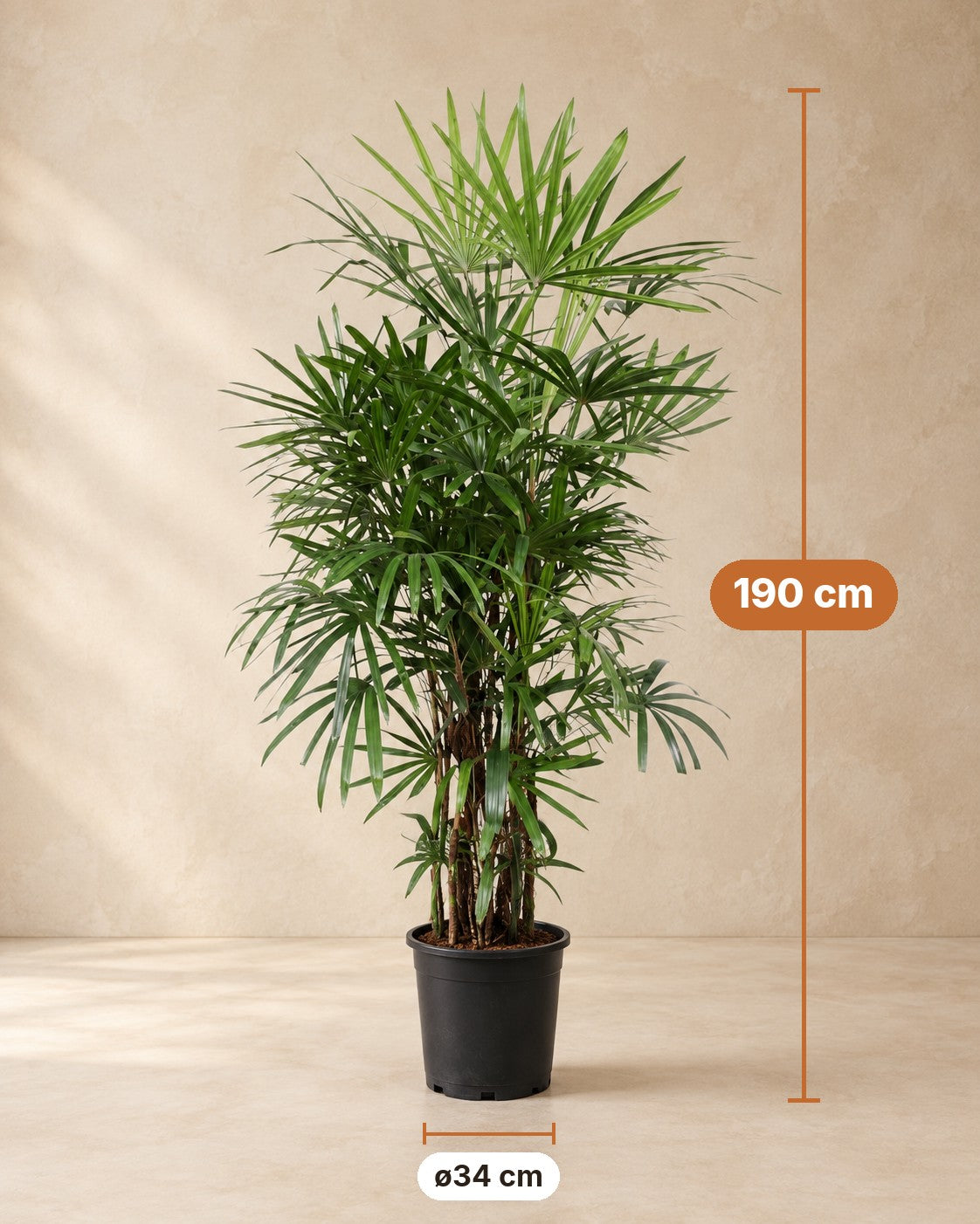 Medidas de Rhapis excelsa: 190 cm de altura, maceta ø34 cm