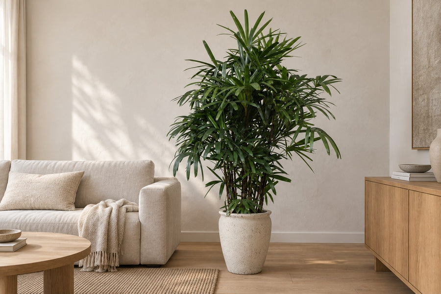 Rhapis Excelsa - 200 cm - ø40