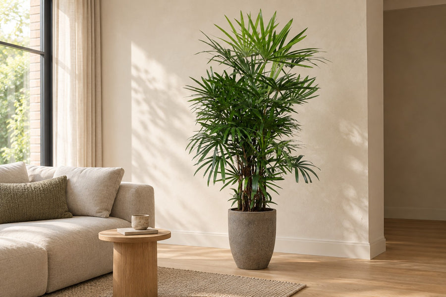 Rhapis excelsa (palmera bambú) 190 cm de altura, maceta ø34 cm