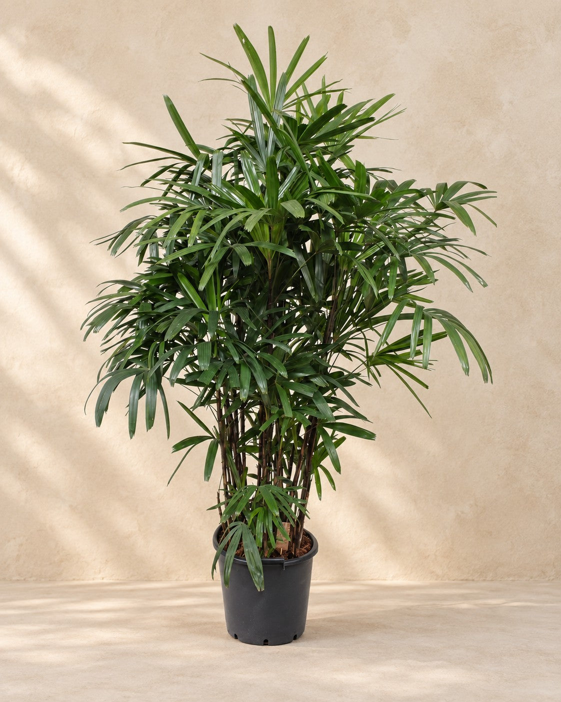 Rhapis Excelsa van 190 cm hoog in kweekpot van 40 cm