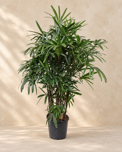 Rhapis Excelsa van 190 cm hoog in kweekpot van 40 cm