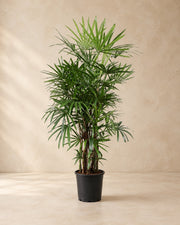 Rhapis excelsa, 190 cm de altura en maceta de cultivo de 34 cm