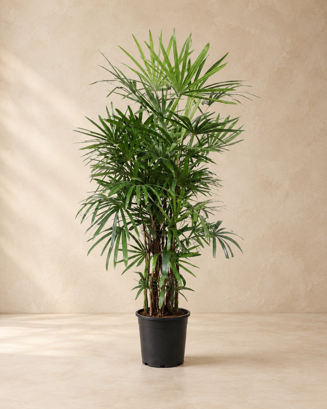 Rhapis excelsa, 190 cm de altura en maceta de cultivo de 34 cm