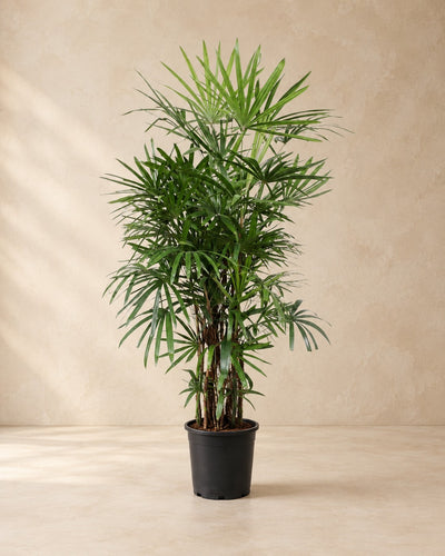 Rhapis excelsa, 190 cm de altura en maceta de cultivo de 34 cm
