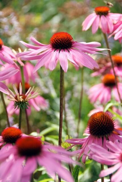 Échinacée pourpre 'Magnus' au jardin