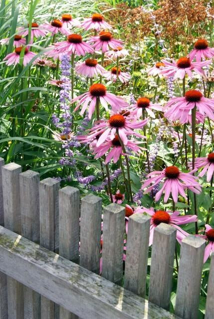 Échinacée pourpre 'Magnus' au jardin