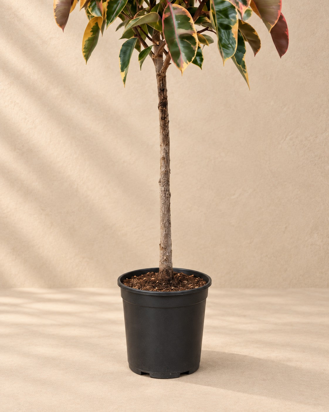 Parte bassa di Albero della gomma Belize su tronco (Ficus elastica 'Belize') con il vaso di coltivazione