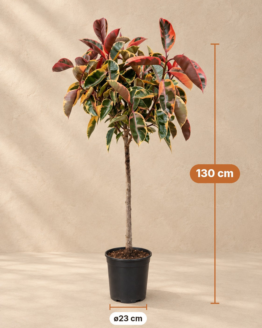 Albero della gomma Belize su tronco (Ficus elastica) 130 cm di altezza, vaso ø23 cm