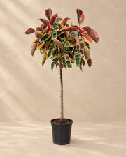 Albero della gomma Belize su tronco (Ficus elastica 'Belize'), alta 130 cm in vaso di coltivazione da 23 cm