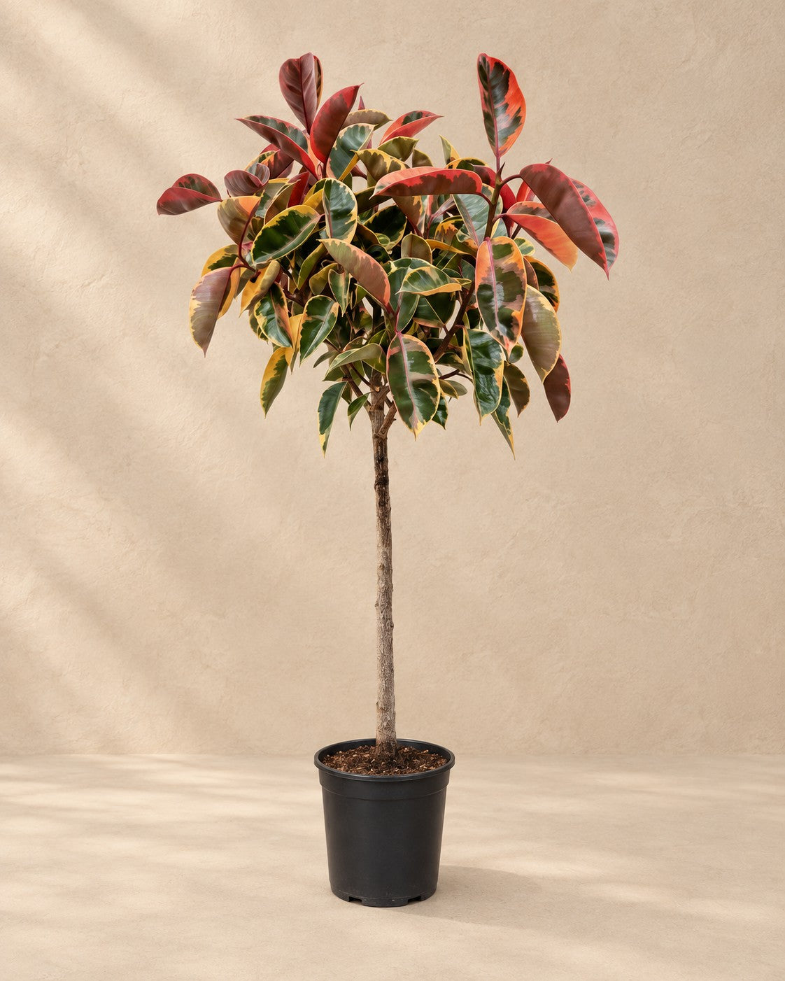 Albero della gomma Belize su tronco (Ficus elastica 'Belize'), alta 130 cm in vaso di coltivazione da 23 cm