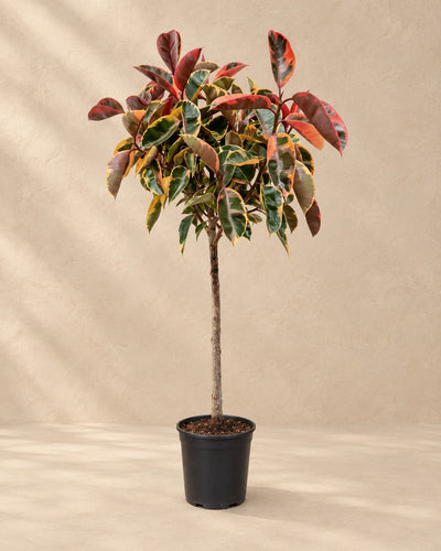 Albero della gomma Belize su tronco (Ficus elastica 'Belize'), alta 130 cm in vaso di coltivazione da 23 cm