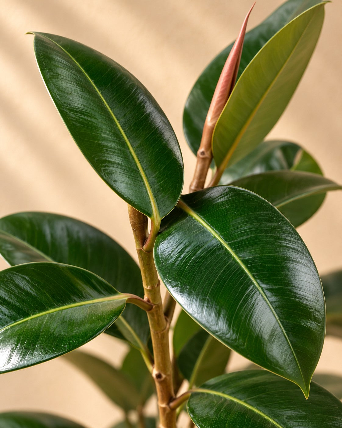 Close-up of the leaves of the Rubber plant (Ficus elastica 'Robusta')