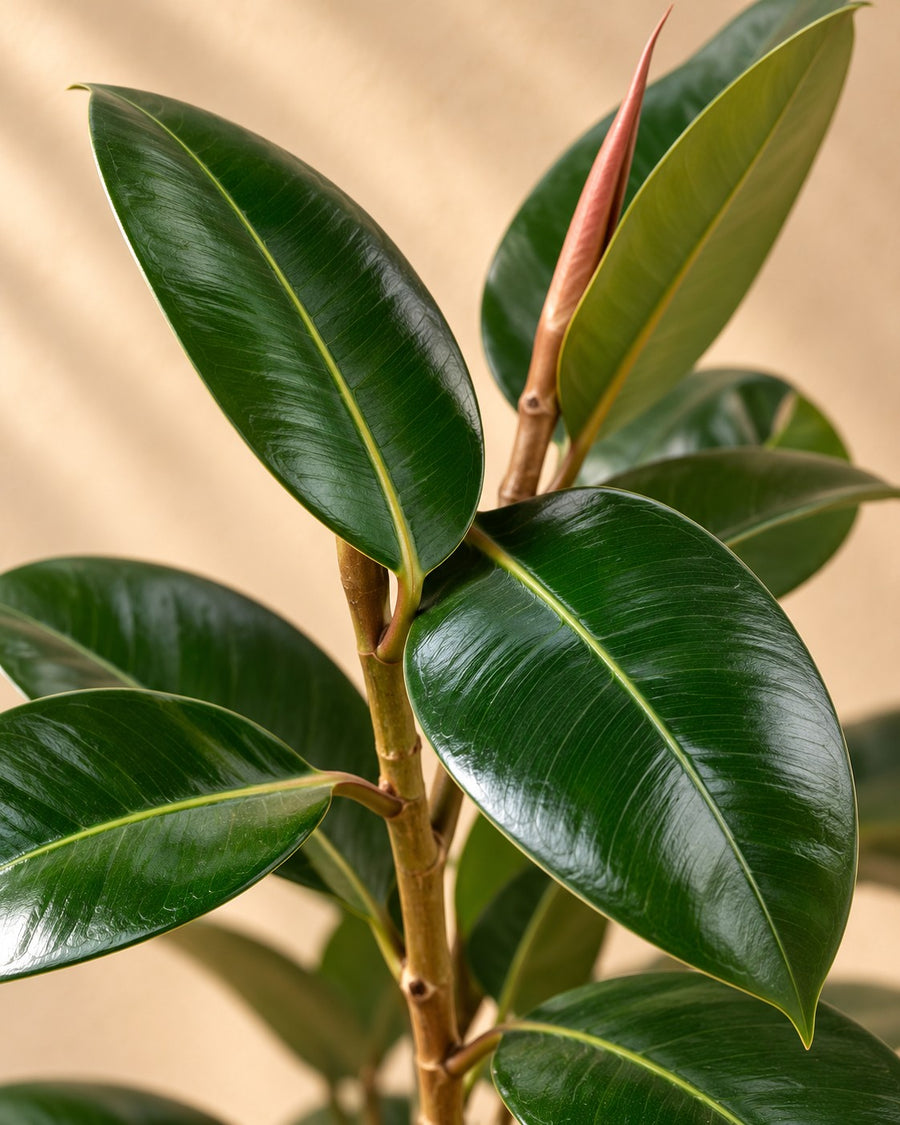 Rubber plant (Ficus elastica 'Robusta') bush 190 cm tall, pot ø35 cm