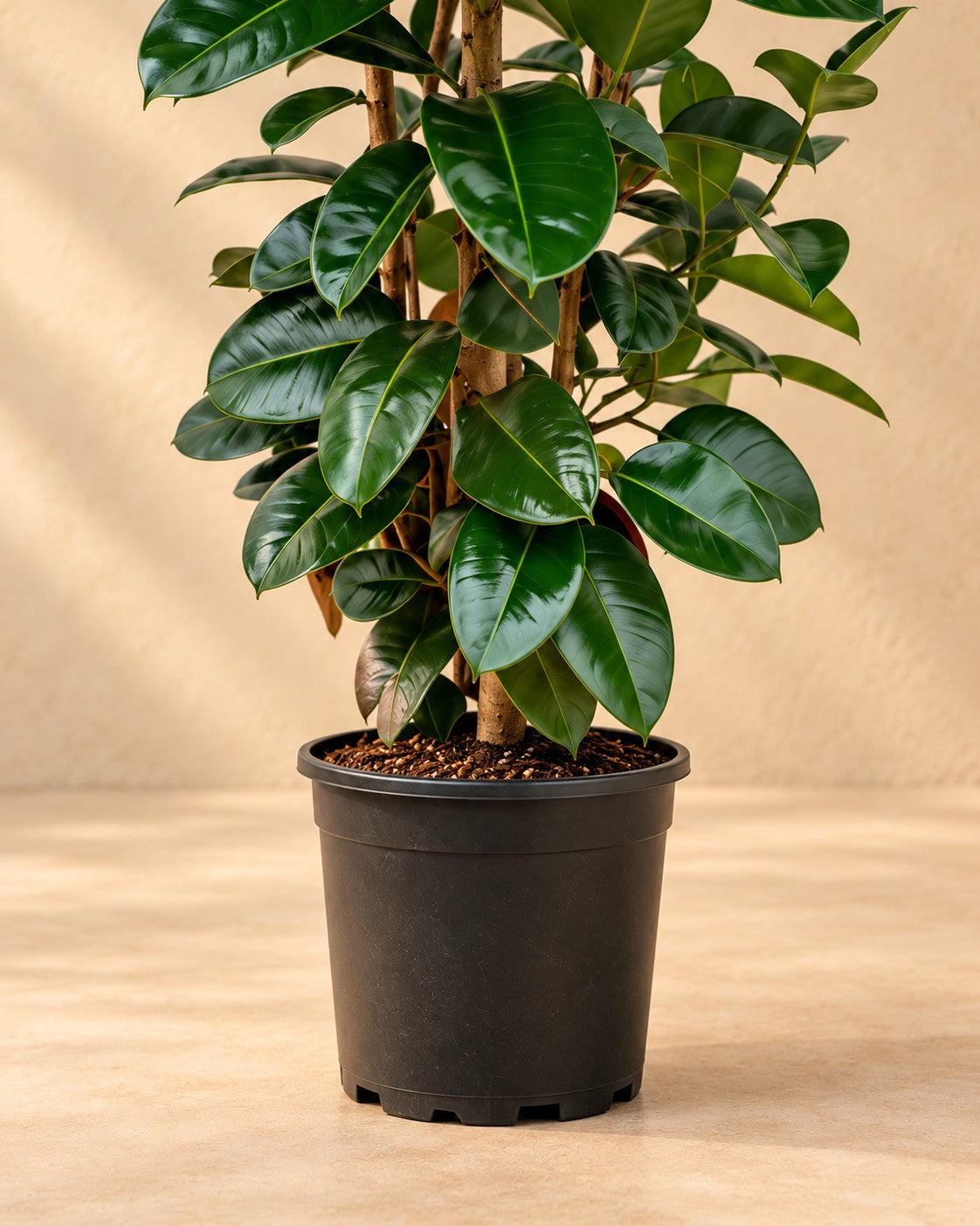 Lower part of the Rubber plant (Ficus elastica 'Robusta') with its nursery pot
