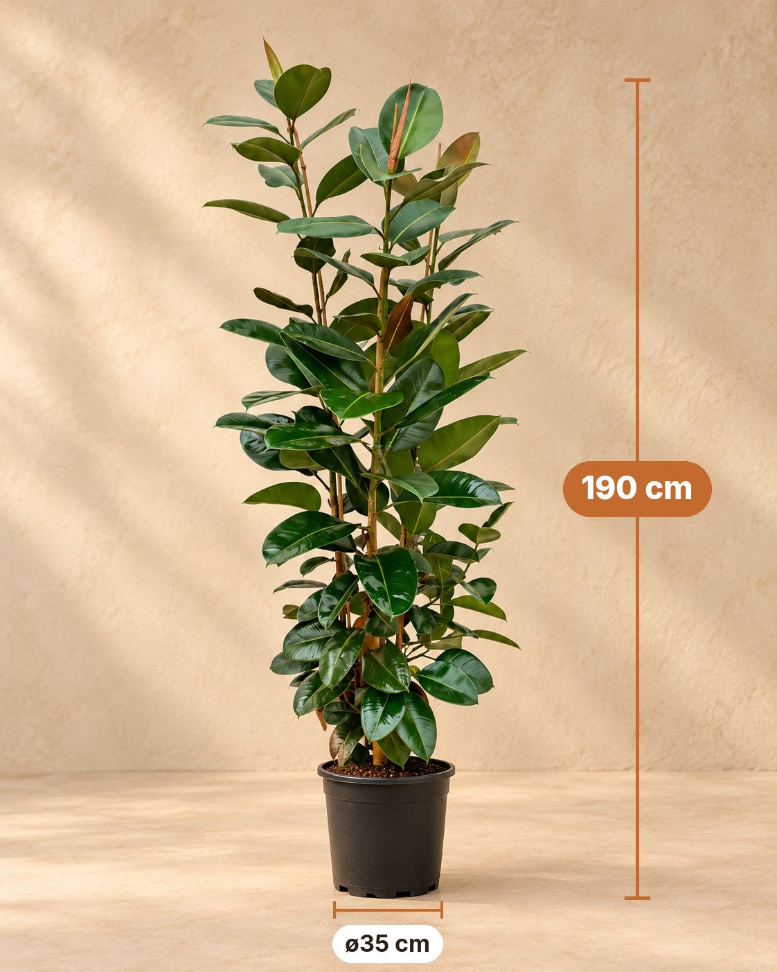 Dimensions of the Rubber plant: 190 cm tall, pot ø35 cm