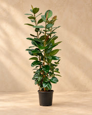 Rubber plant (Ficus elastica 'Robusta'), 190 cm tall in a 35 cm nursery pot