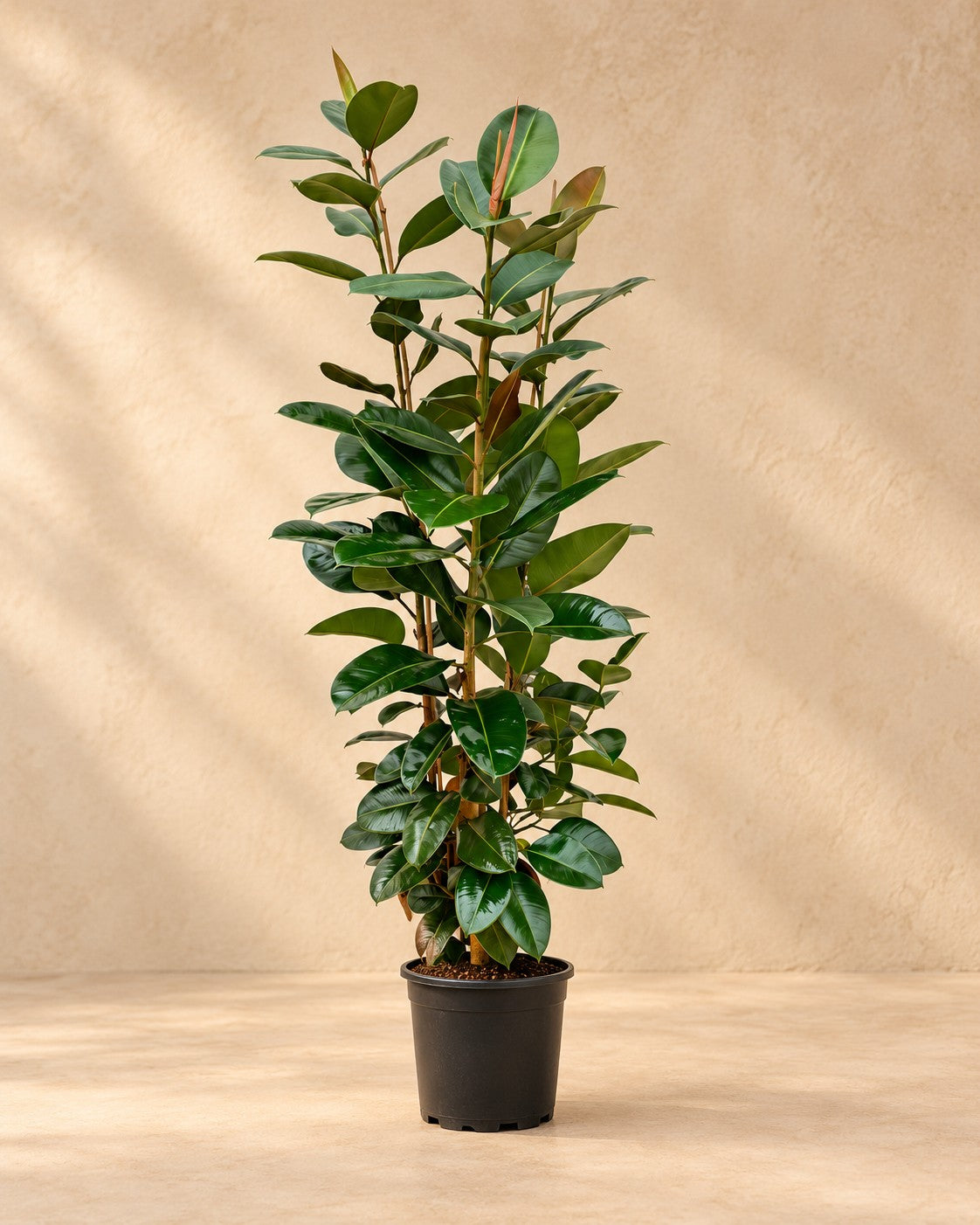Rubber plant (Ficus elastica 'Robusta'), 190 cm tall in a 35 cm nursery pot