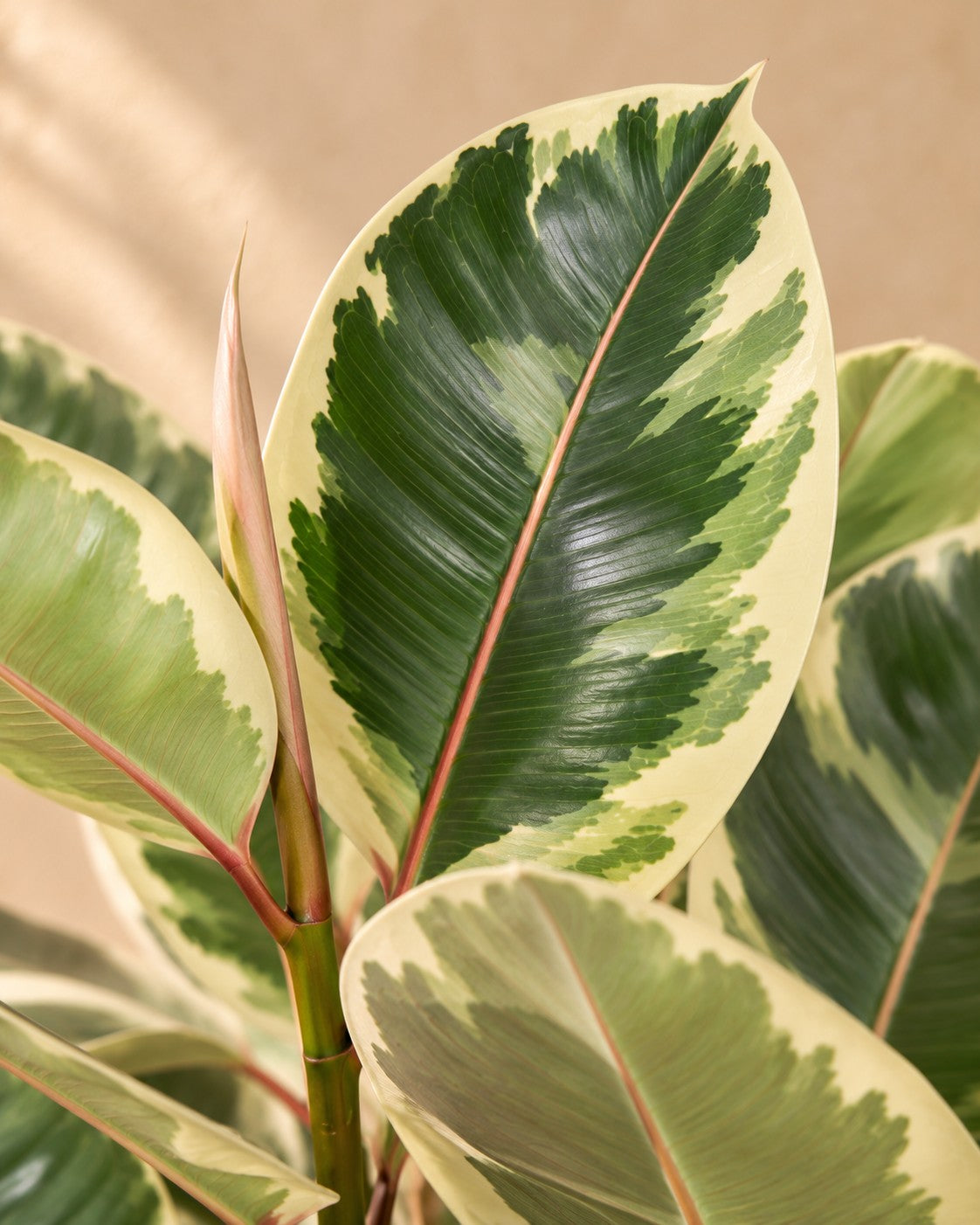 Close-up van het blad van de Rubberboom (Ficus elastica 'Tineke')