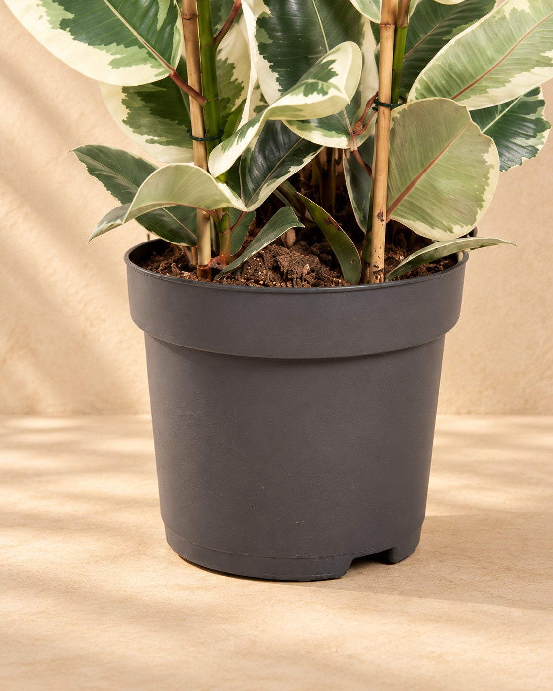 Onderste deel van de Rubberboom (Ficus elastica 'Tineke') met de kweekpot