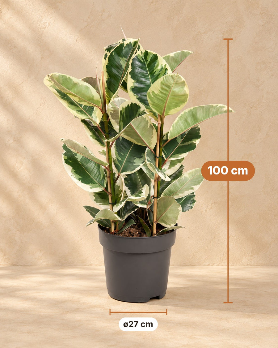 Rubberboom (Ficus elastica 'Tineke') 100 cm hoog, pot ø27 cm