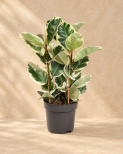Rubberboom (Ficus elastica 'Tineke') van 100 cm hoog in kweekpot van 27 cm