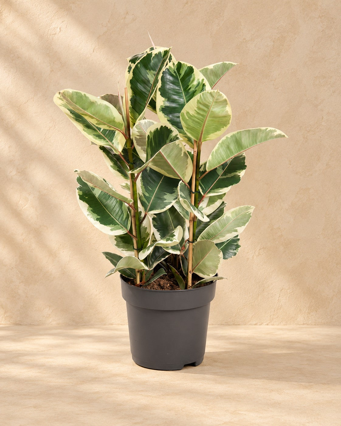 Rubberboom (Ficus elastica 'Tineke') van 100 cm hoog in kweekpot van 27 cm