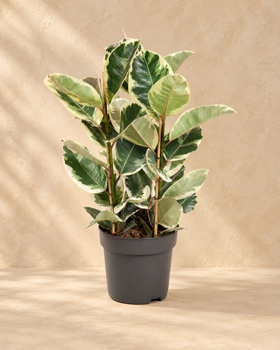Rubberboom (Ficus elastica 'Tineke') van 100 cm hoog in kweekpot van 27 cm