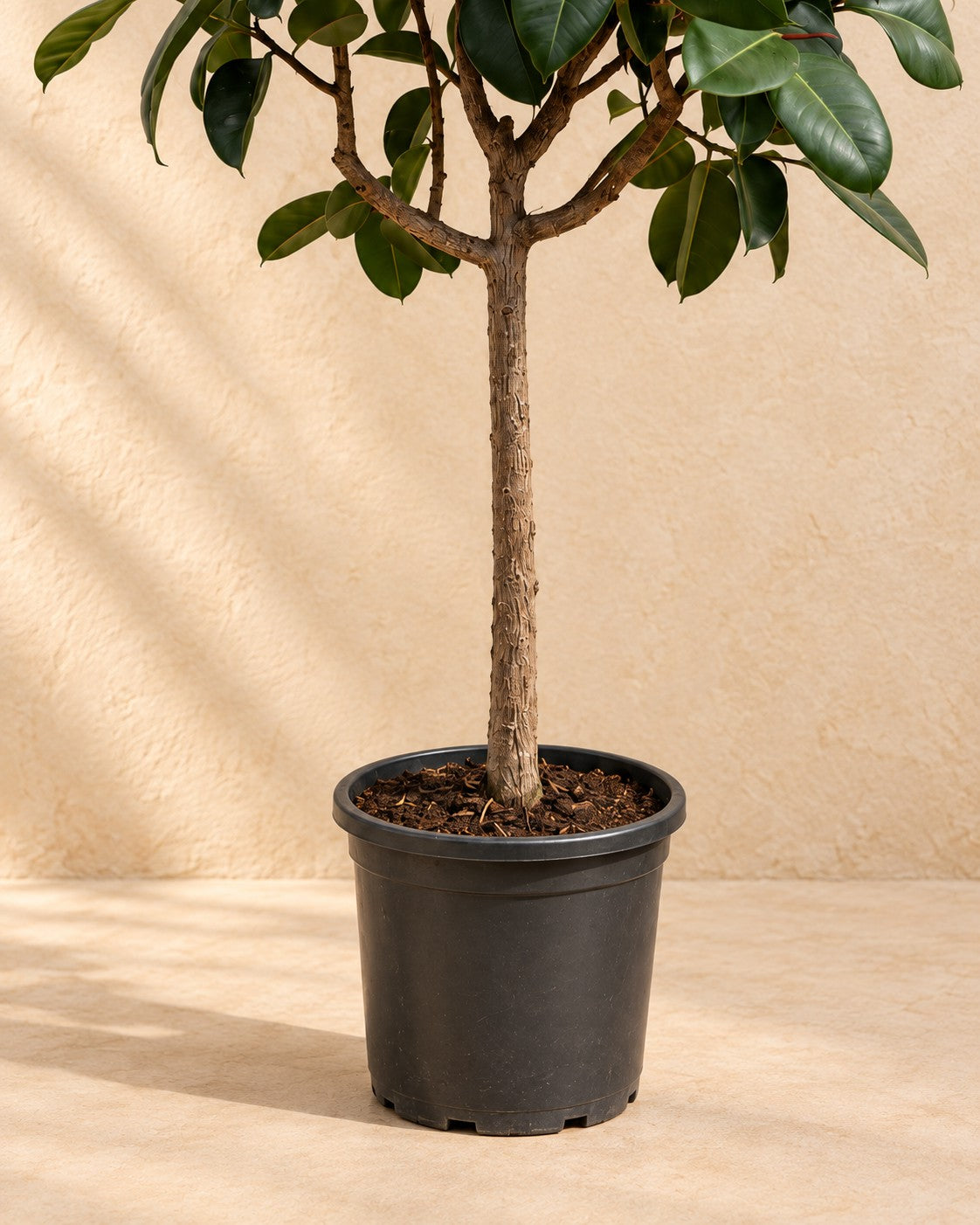 Onderste deel van de Rubberboom op stam (Ficus elastica 'Robusta') met de kweekpot