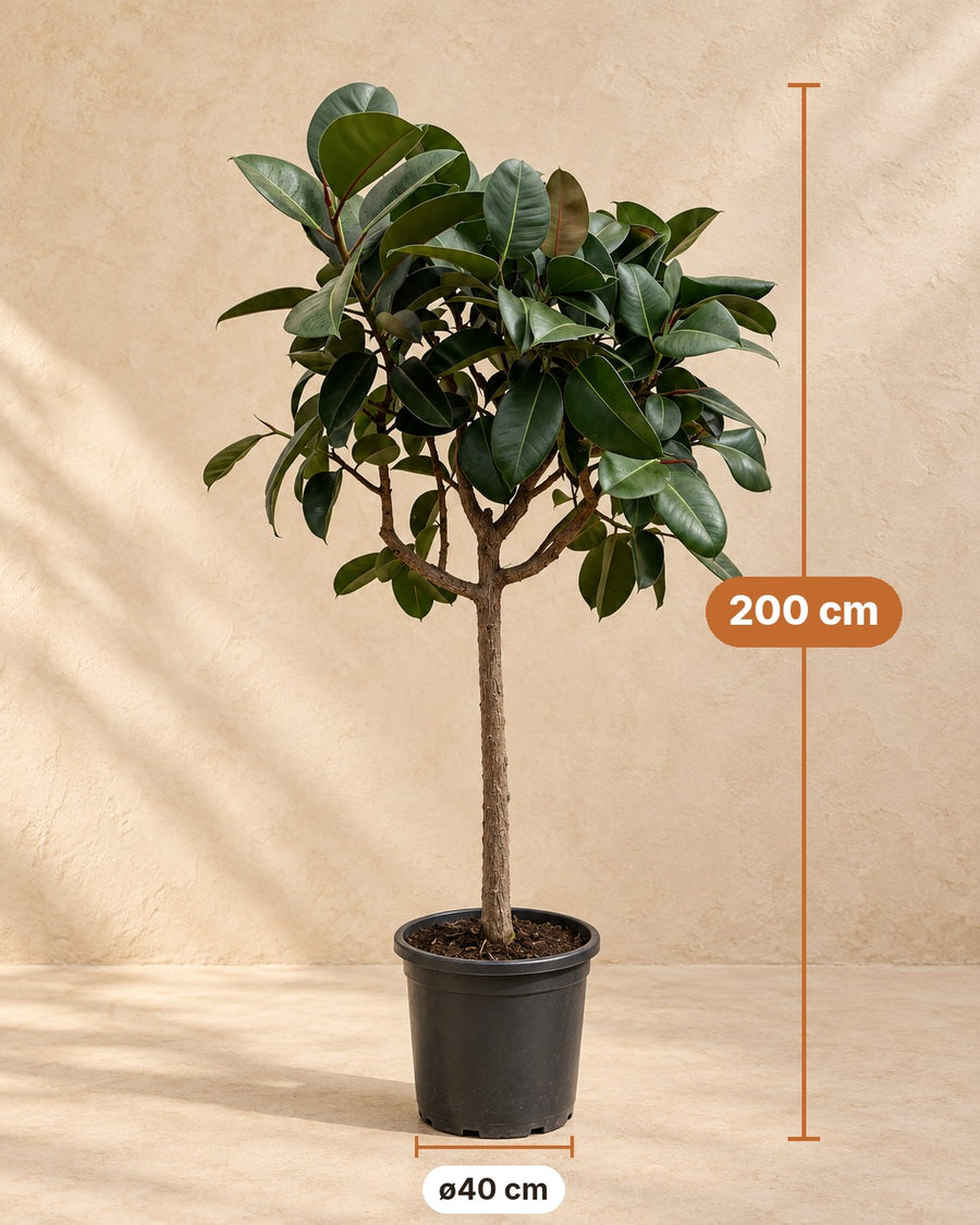 Rubberboom op stam (Ficus elastica Robusta) 170 cm hoog, pot ø40 cm