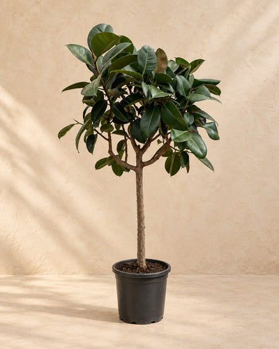 Rubberboom op stam (Ficus elastica 'Robusta') van 200 cm hoog in kweekpot van 40 cm