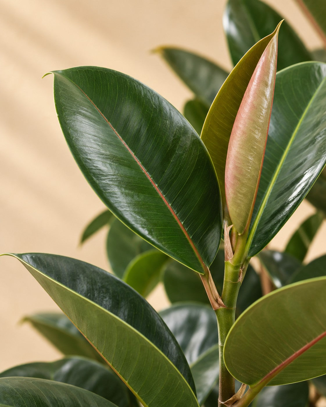 Close-up van het blad van de Rubberboom vertakt (Ficus elastica 'Robusta')