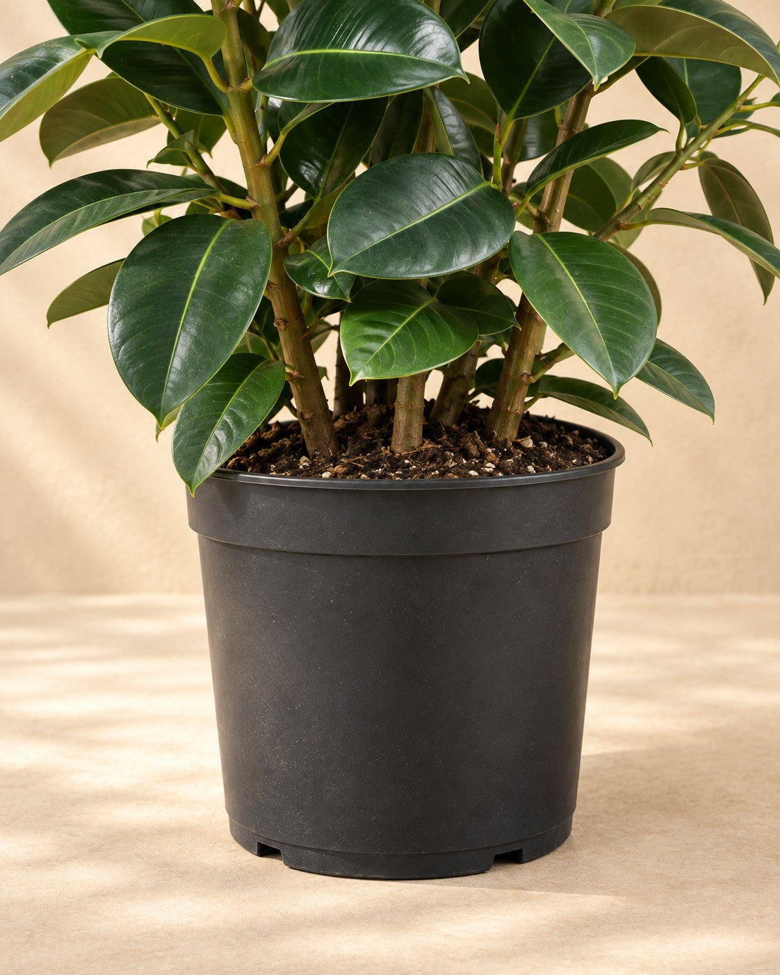 Onderste deel van de Rubberboom vertakt (Ficus elastica 'Robusta') met de kweekpot