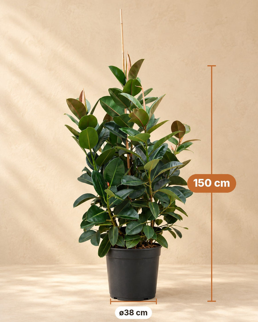 Rubberboom vertakt (Ficus elastica Robusta) 150 cm hoog, pot ø38 cm