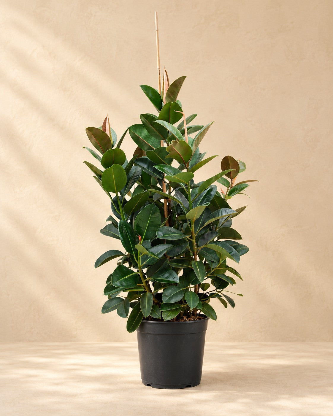Rubberboom vertakt (Ficus elastica 'Robusta') van 150 cm hoog in kweekpot van 38 cm
