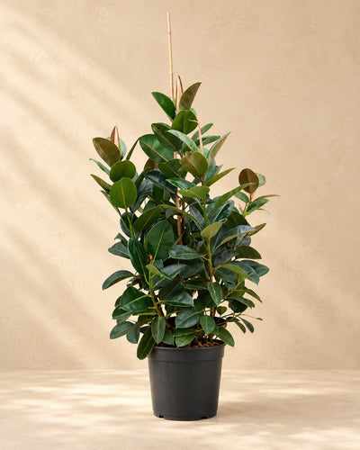 Rubberboom vertakt (Ficus elastica 'Robusta') van 150 cm hoog in kweekpot van 38 cm