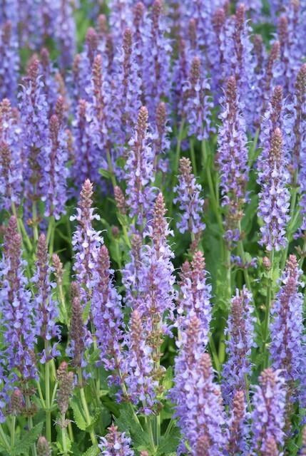 Steppen-Salbei 'Caradonna' (Salvia nemorosa)
