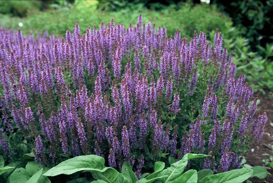 Steppen-Salbei 'Caradonna' im Garten