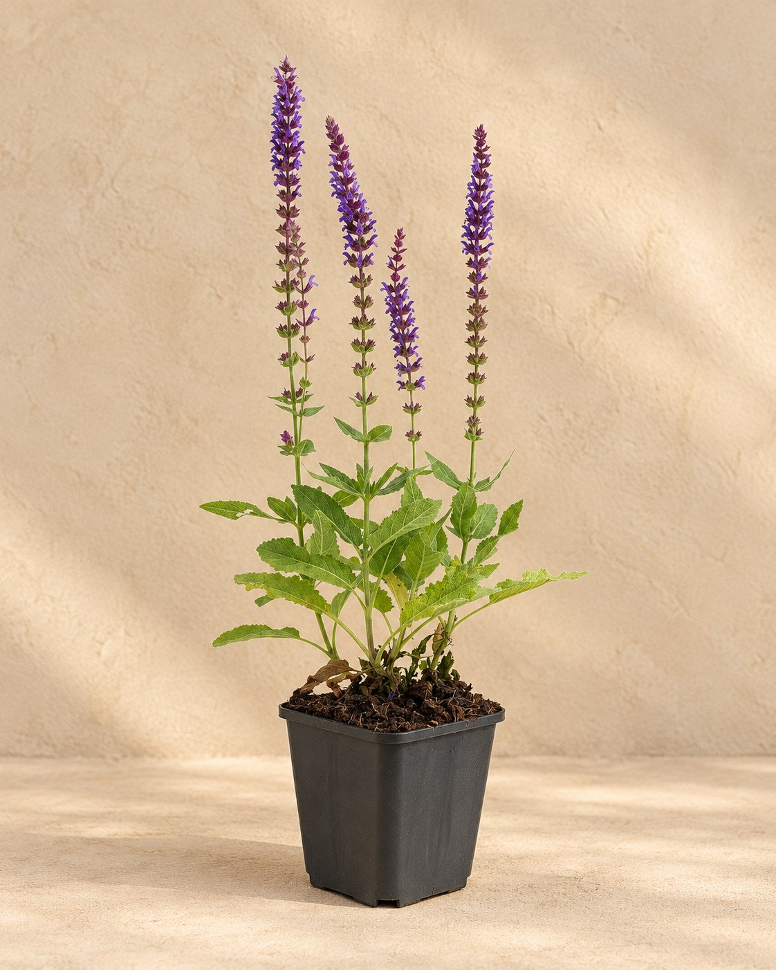 Salvia dei boschi 'Ostfriesland' in vaso di coltivazione