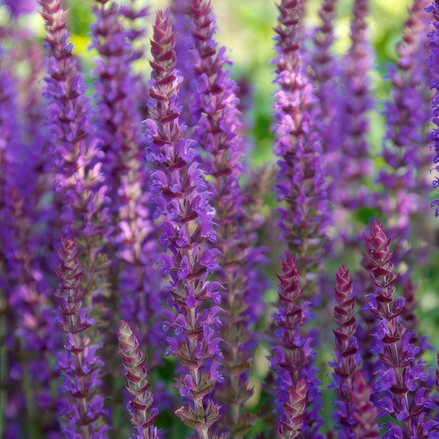 Bossalie 'Ostfriesland' (Salvia nemorosa)
