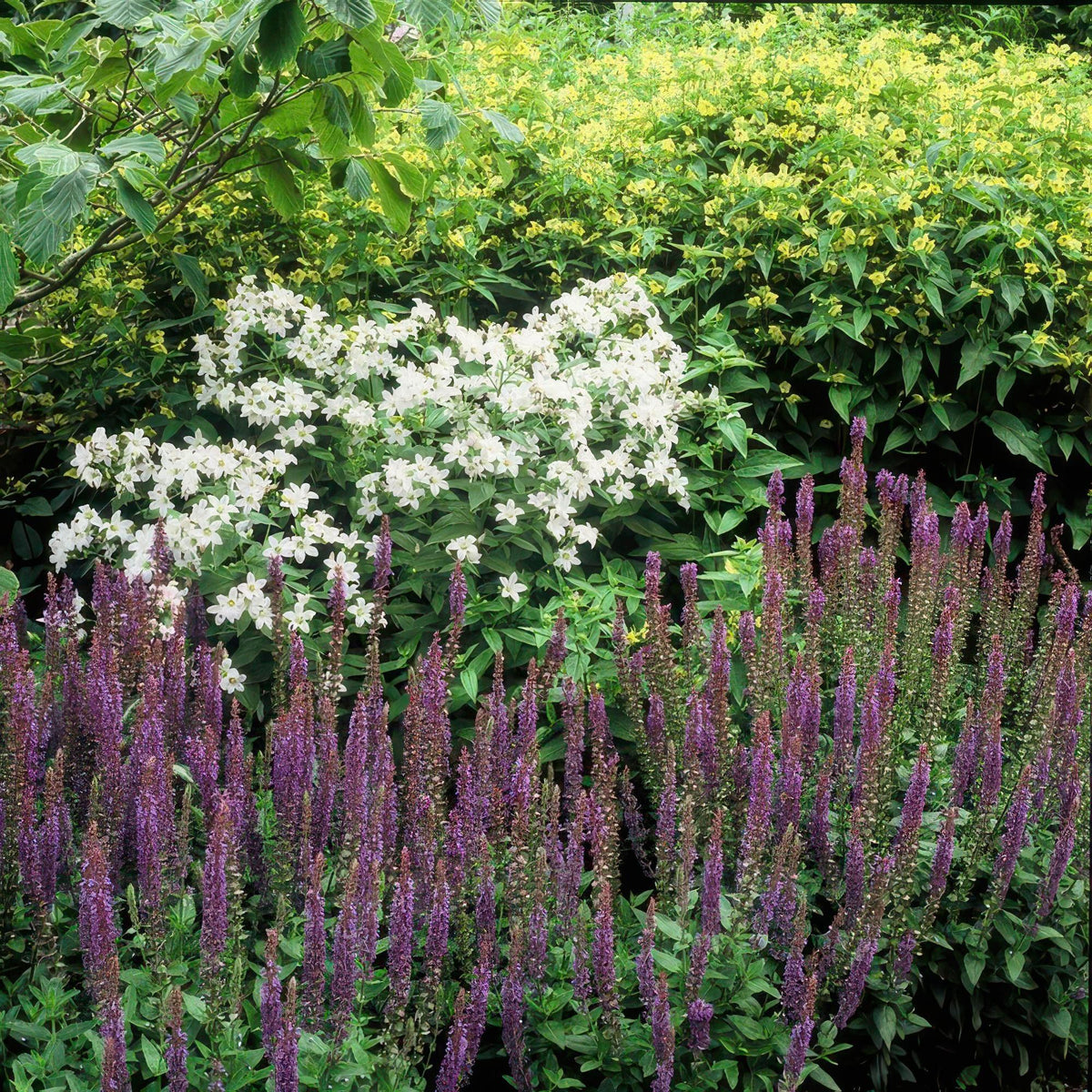 Bossalie 'Ostfriesland' in de tuin