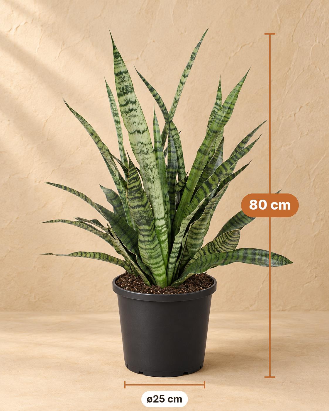 Vrouwentong (Sansevieria 'Diamond Green'), 80 cm hoog, pot ø25 cm
