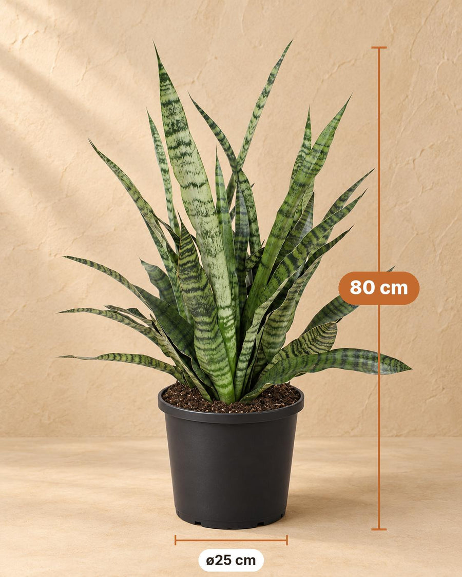 Vrouwentong (Sansevieria 'Diamond Green') 80 cm hoog, pot ø25 cm